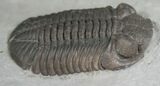 Silica Eldredgeops (Phacops) Trilobite - #4645-6